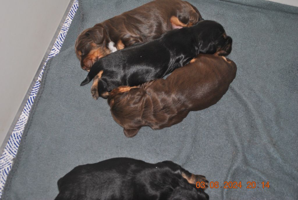 chiot Cocker Spaniel Anglais De La Roche De La Timonade