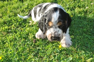 De La Roche De La Timonade - Cocker Spaniel Anglais - Portée née le 11/08/2021