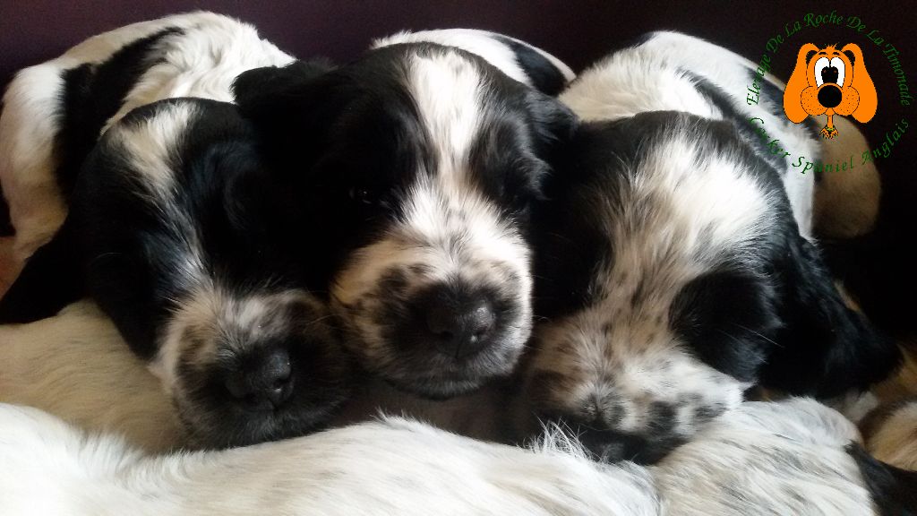 chiots nés chez nous