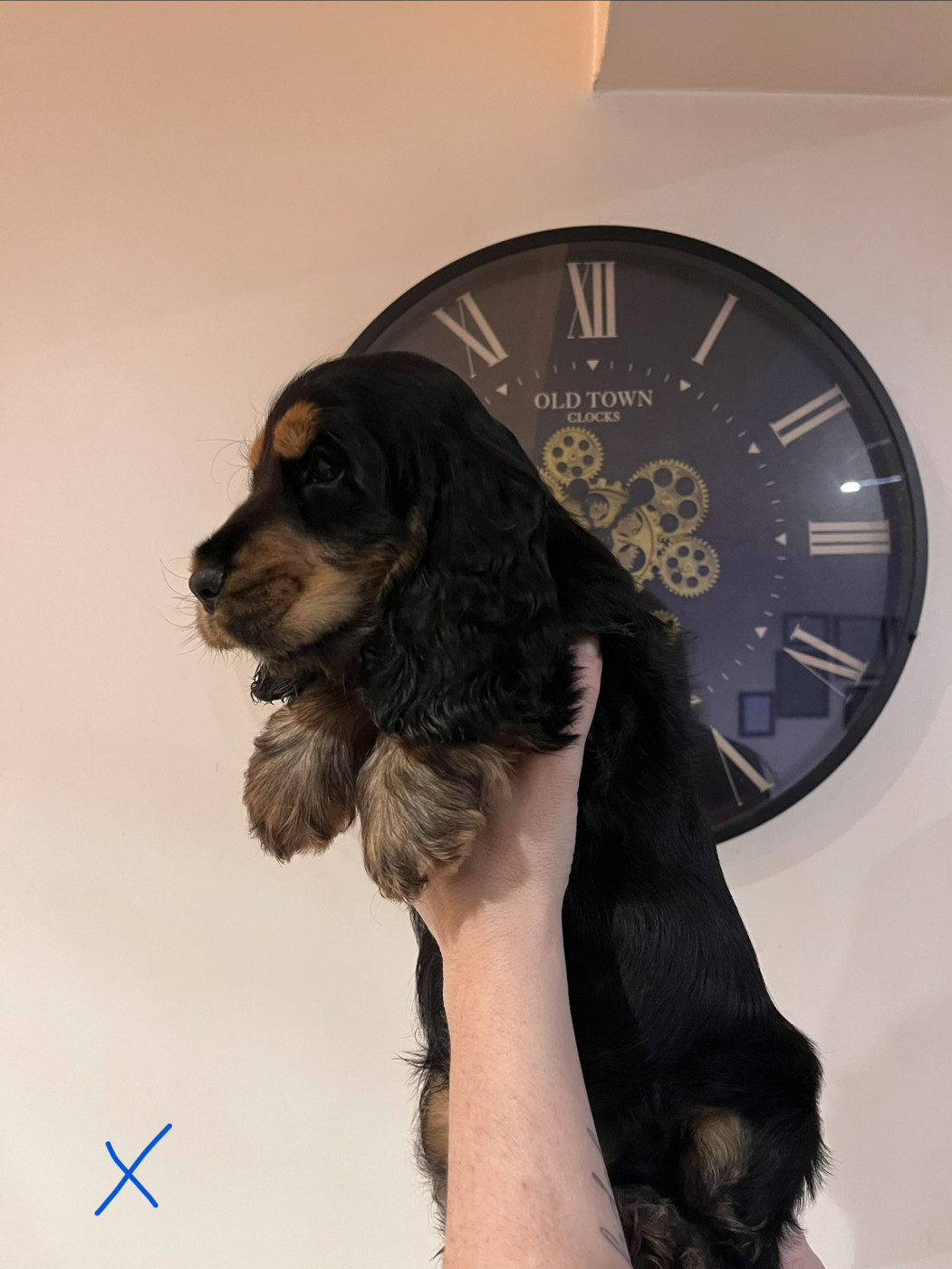 De La Roche De La Timonade - Chiots disponibles - Cocker Spaniel Anglais