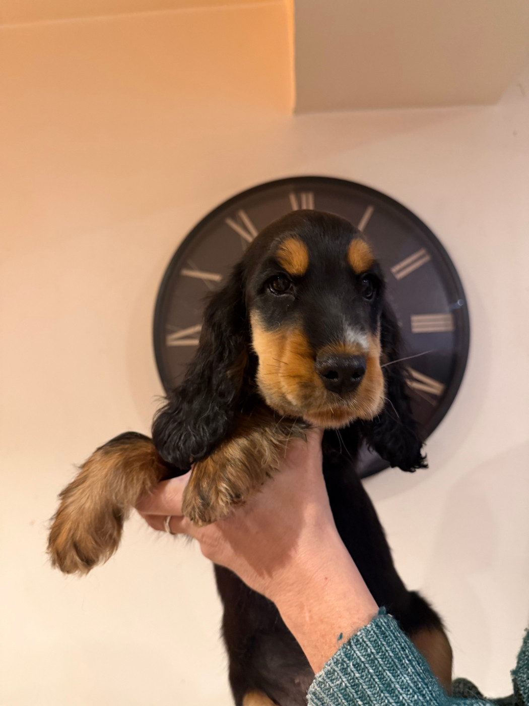 De La Roche De La Timonade - Chiots disponibles - Cocker Spaniel Anglais