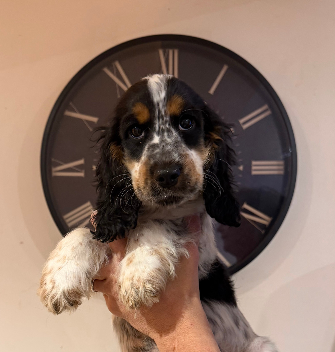 De La Roche De La Timonade - Chiots disponibles - Cocker Spaniel Anglais
