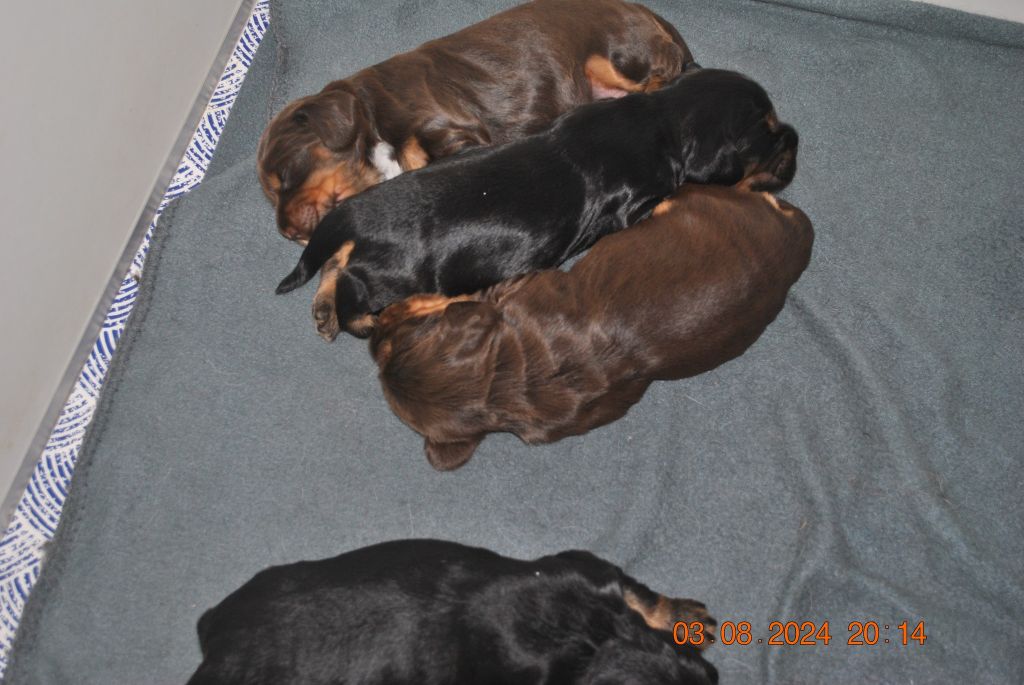 De La Roche De La Timonade - Cocker Spaniel Anglais - Portée née le 19/07/2024