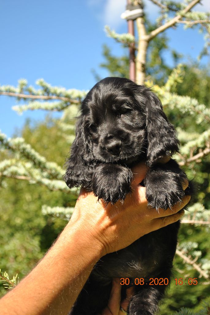 De La Roche De La Timonade - Cocker Spaniel Anglais - Portée née le 28/06/2020