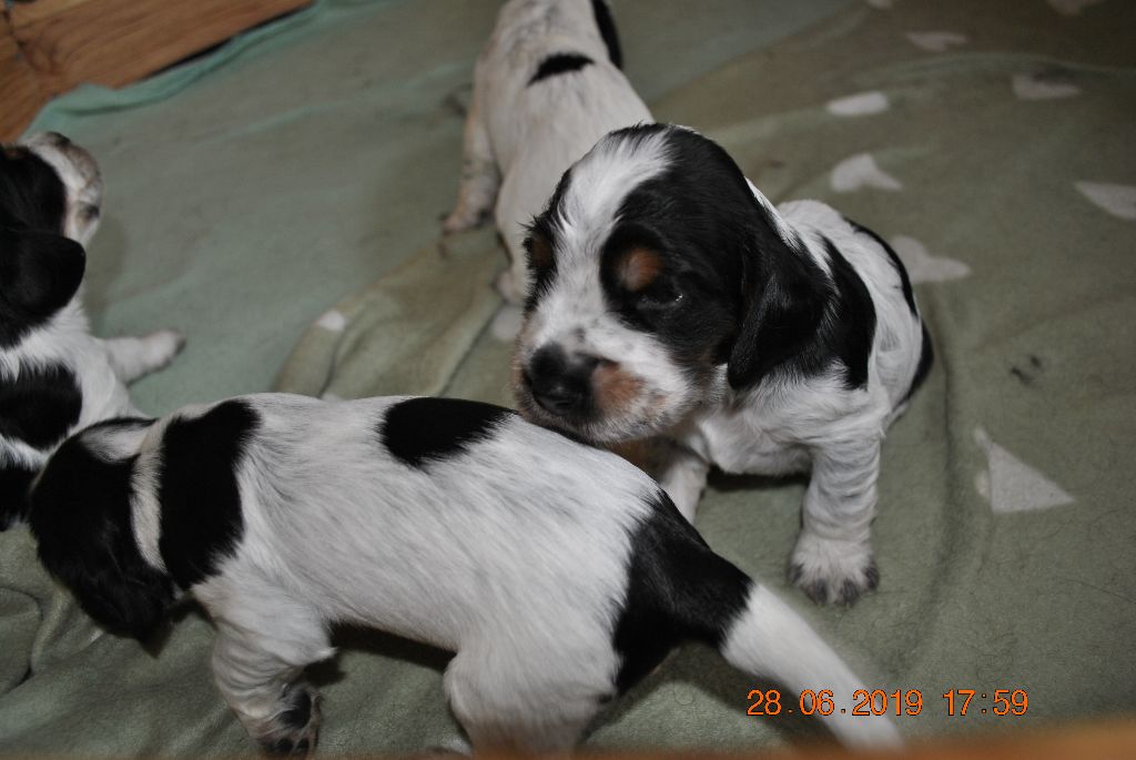 De La Roche De La Timonade - Cocker Spaniel Anglais - Portée née le 10/06/2019